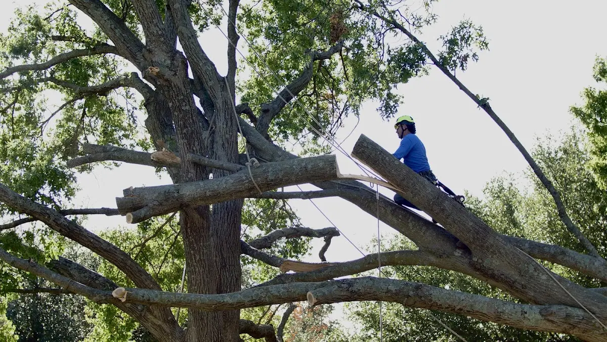 Professional Crown Thinning performed by certified arborists in Killbuck